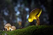 Greville's Bolete With Bovine Bolete Showing Underside With Pores