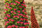 Close-up Of A Tajinaste Flower In Teide National Park