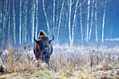 Bison (Bison bonasus) in Bialowieza National Park - Poland