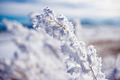 Close-up Of A Frozen Grass Covered In Snow