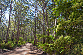 A Karri Forest With Dirt Road In The Boranup Forest In Western Australia