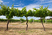 A Perfectly Manicured Vineyard In Row At Margaret River, Western Australia