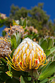 Close-up Of A Waratah Flower In Margaret River, Western Australia