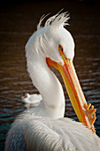 Portrait Of A Pelican In Saint James Park
