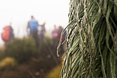 Close-up Of A Giant Lobelia In Mount Kenya