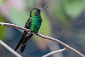 A wild adult Cuban emerald hummingbird (Chlorostilbon ricordii), Zapata National Park, Cuba, West Indies, Caribbean, Central America