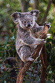 Koala (Phascolarctos cinereus), Lone Pine Sanctuary, Brisbane, Queensland, Australia, Pacific