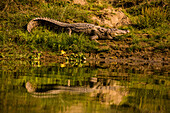 Crocodile sunning himself by a river, Chitwan Elephant Sanctuary, Nepal, Asia