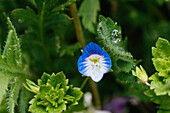 Speedwell, Gypsy Weed, Veronica Officinalis