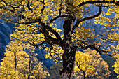 Großer Ahornboden, Bergahorn, Acer pseudoplatanus, Herbstfärbung in der Eng, Österreich, Europa