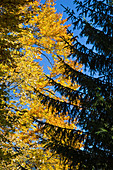 Rotbuche und Fichte im Herbst, Fagus sylvatica, Deutschland