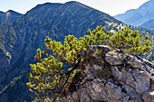 Latschenkiefer, Latsche, Bergkiefer, Pinus mugo, Alpen, Österreich