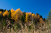 Mischwald mit Lärchen im Herbst, Oberbayern, Deutschland