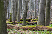 beech forest in spring, Hainich National Park, Thuringia, Germany, Europe