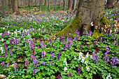 Hohler Lerchensporn in Buchenwald, Frühling, Corydalis cava, Nationalpark Hainich, Thüringen, Deutschland, Europa