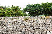 Citrus plantation, Fornalutx, Serra de Tramuntana, Majorca, Balearic Islands, Spain
