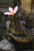 UBUD, INDONESIA-NOVEMBER 22: An Indonesian stone carving holds a fresh Frangipani flower (Plumeria alba) in the town of Ubud on Bali, Indonesia.