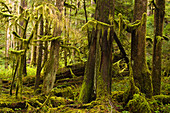 A grove of moss covered trees in the old growth forest along the Marymere Falls Trail near Lake Crescent, in Olympic National Park, Washington. The one-mile trail winds through mossy old growth forest to popular Marymere Falls.