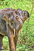 Asian elephant (Elephas maximus) on the road in Yala National Park, Sri Lanka