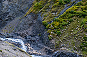 sheep near camp in the National Park of Tusheti