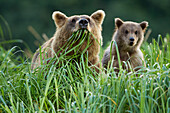 USA, Alaska, Katmai National Park, Grizzly Bear Sow(Ursus arctos) feeding in meadow grass with spring cub along Geographic Harbor