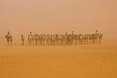 A camel caravan travels through the Sahara Desert, Sudan.150,000 camels travel from Sudanto Egypt yearly to be sold.