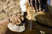 The stop at Dongola, Sudan is a good time for camel foot repair. Later the camel groups leave together for the border.