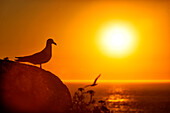 Silhouette Of Yellow-legged Gull Perching On Rock