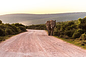 A lone elephant walking on dirt road in Addo Elephant Park