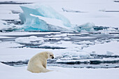 Polar Bear Sitting On The Pack Ice In Spitsbergen, Svalbard