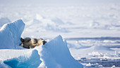 Polar Bear Sleeping On An Ice In Spitsbergen, Svalbard