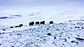 Group Of Musk Ox At Dovrefjell Sunndalsfjella National Park Norway