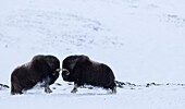 Two Musk Oxen Fighting In Dovrefjell National Park In Norway