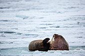 Two Walruses Resting On The Pack Ice On A Winter Day In Svalbard