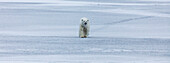 Lonely Polar Bear Walking On The Pack Ice In Spitsbergen, Svalbard