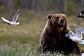 Brown Bear Sitting In A Grass Field In Finland With Seagull Flying
