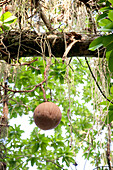 Cannonball Fruit hanging from a Cannonball Tree in the Botanical Garden