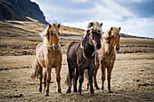 Three Icelandic Horses Standing In Iceland