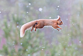 Red Squirrel Leaping From Tree To Tree During Snowfall