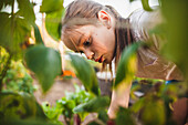A Young Girl Harvesting Fruit And Vegetables From Her Garden In Fort Langley