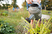 A Young Girl Waters Her Garden In Fort Langley