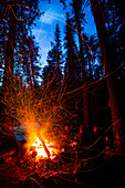 Illuminated Sparks Fly From A Roaring Campfire In Forest