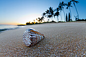 Close-up Of A Shell On The Beach During Sunrise In Hawaii