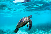 Underwater View Of Hawaiian Sea Turtles In Their Habitat In Hawaii