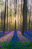 Sun Through Beech Forest With Bluebells In Spring