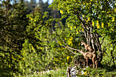 Two Young Alpine Chamois Standing Under A Tree