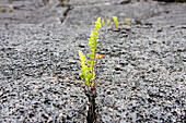 Plant Pushing Its Way Through A Crack In The Volcanic Rock