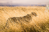 A Male Cheetah, Acinonyx Jubatus, Hides In The Grass At Ngorngoro National Park, Tanzania