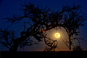 A Nearly-full Moon Rises Behind An Acacia Tree In Serengeti National Park, Tanzania
