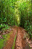 Red Dirt Path Leading Through The Bamboo Forest At Maui